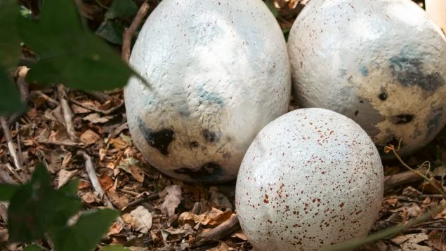 Descubren en España huevos de dinosaurio de hace 72 millones de años